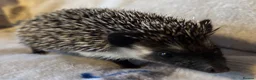 Pygmy Hedgehog rodents for sale: Male and Female African Pygmy Hedgehogs. Ready now - Advert 3