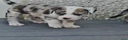 Mixed Breed dogs for sale: Border collie cross pups  - Advert 22