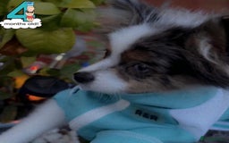 Pomeranian dogs for sale: 🩵👀1 In A Million SKY 🩵 BLUE EYES 🧸 POM😍👀🏆  in London - Image 8