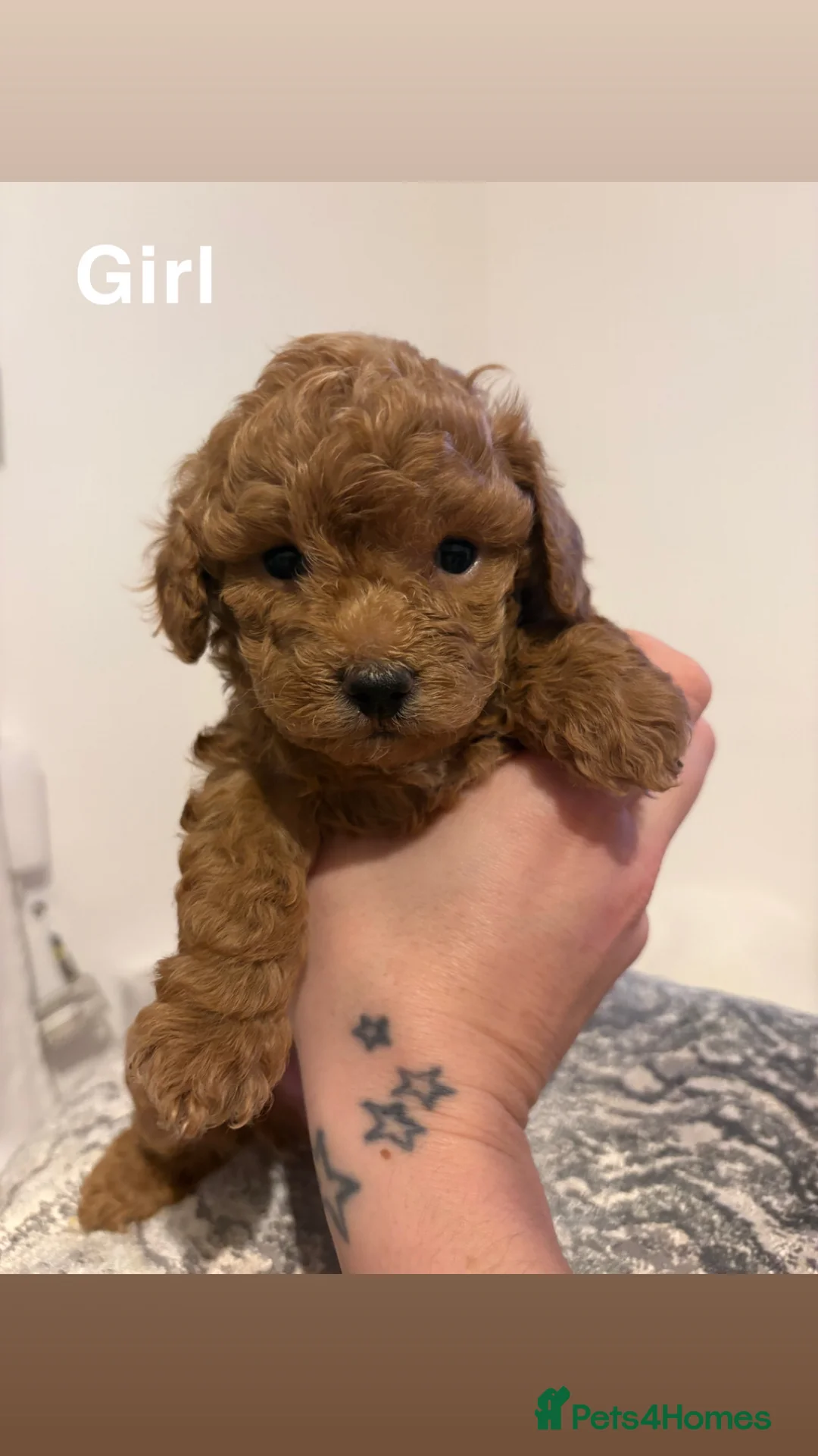Toy Poodle dogs for sale: 5 cute curly red and apricot toy poodle puppies  - Advert 3
