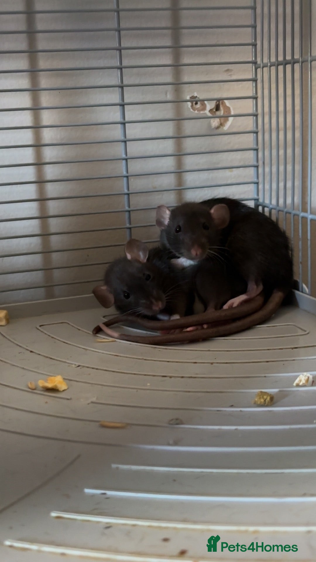 Rat rodents 2 female rats and cage for sale  - Advert 1