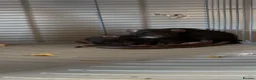Rat rodents for sale: 2 female rats and cage for sale  in Gosport - Advert 1