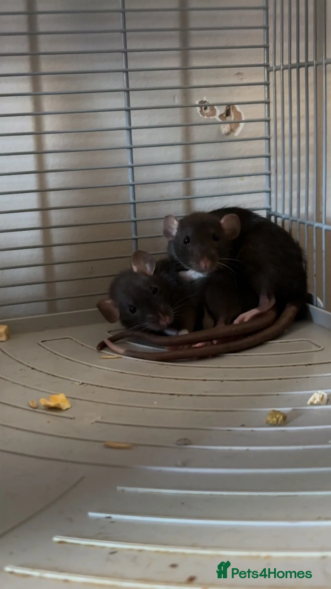 Rat rodents for sale: 2 female rats and cage for sale  in Gosport - Advert 1