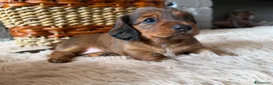 💗 Shaded Red, Long-Haired Girl – £1350