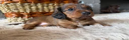 Miniature Dachshund dogs for sale: Beautiful Miniature Dachshund Puppies - Advert 10
