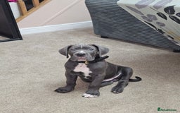 Cane Corso dogs for sale: Blue male  - Image 3