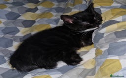 British Shorthair cats for sale: British Shorthair Mix Kittens - Image 8