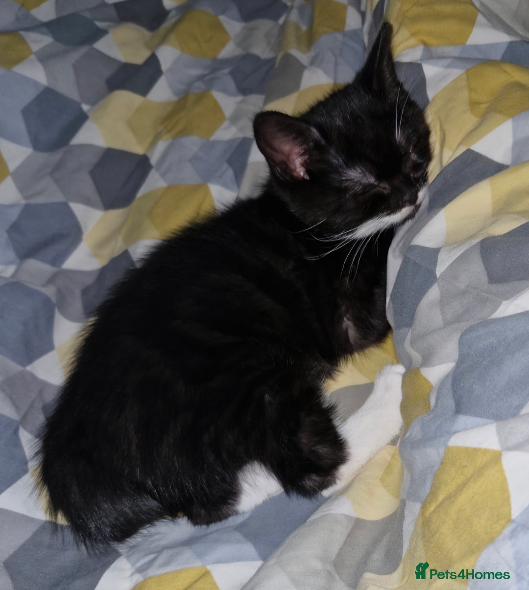 British Shorthair cats for sale: British Shorthair Mix Kittens - Image 8