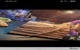 Bearded Dragon reptiles for sale: Bearded dragon for sale  - Advert 4