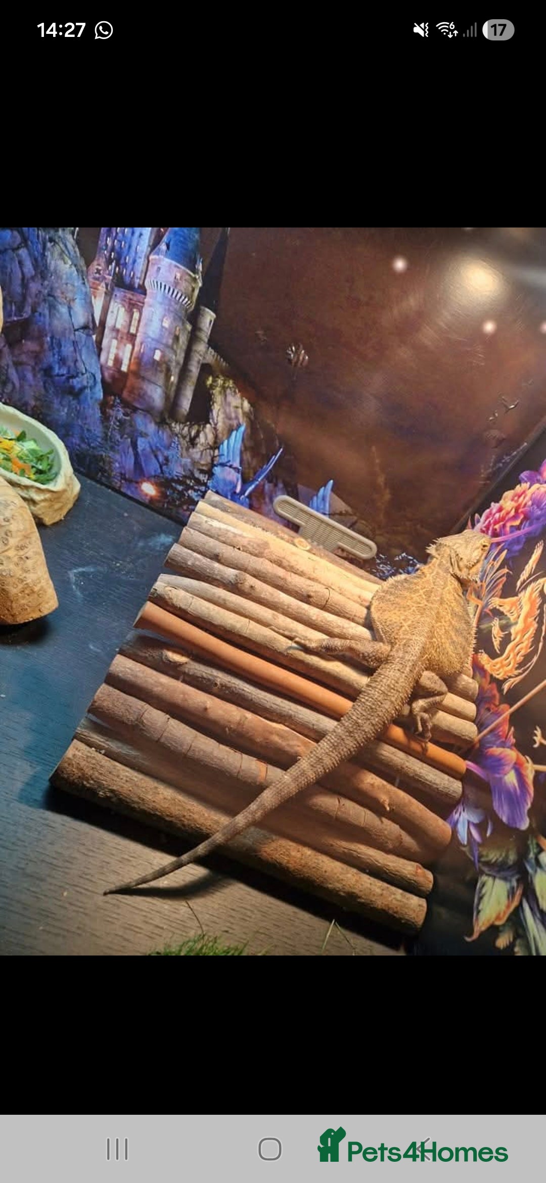 Bearded Dragon reptiles for sale: Bearded dragon for sale  - Advert 4