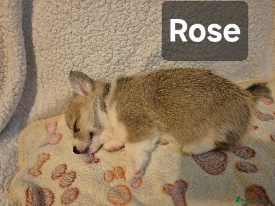 Welsh Corgi Pembroke dogs for sale: 8 Pembroke corgi puppy's - Advert 24