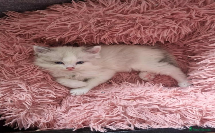 Ragdoll cats - Advert 2