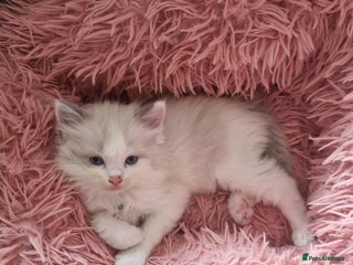 Ragdoll cats - Advert 4