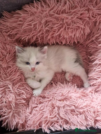 Ragdoll cats - Advert 1