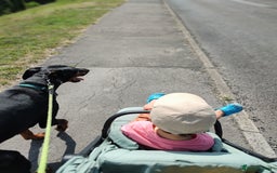 Dobermann dogs for sale: 4 year old Male Doberman looking for forever home - Image 8