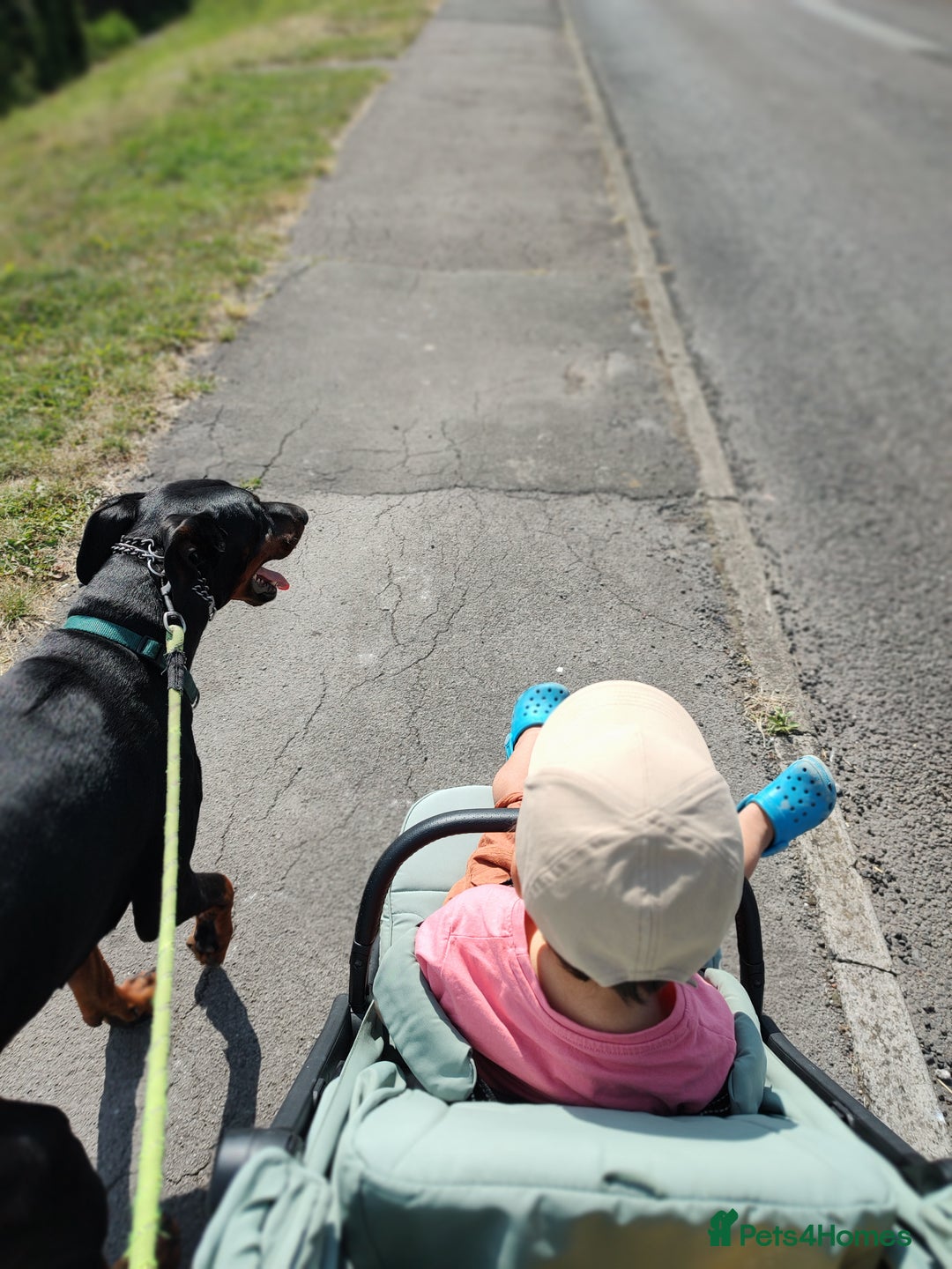 Dobermann dogs for sale: 4 year old Male Doberman looking for forever home - Image 8