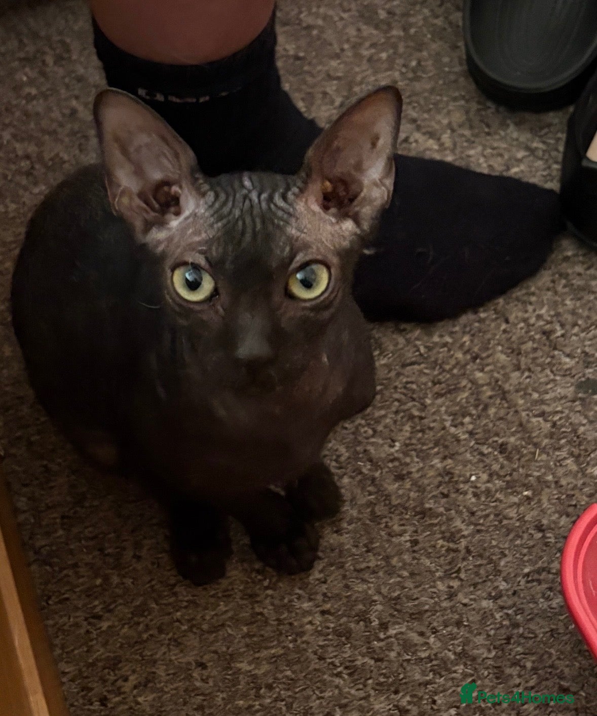 Sphynx cats for sale: 3/4 sphynx female kitten needs loving home  - Advert 2