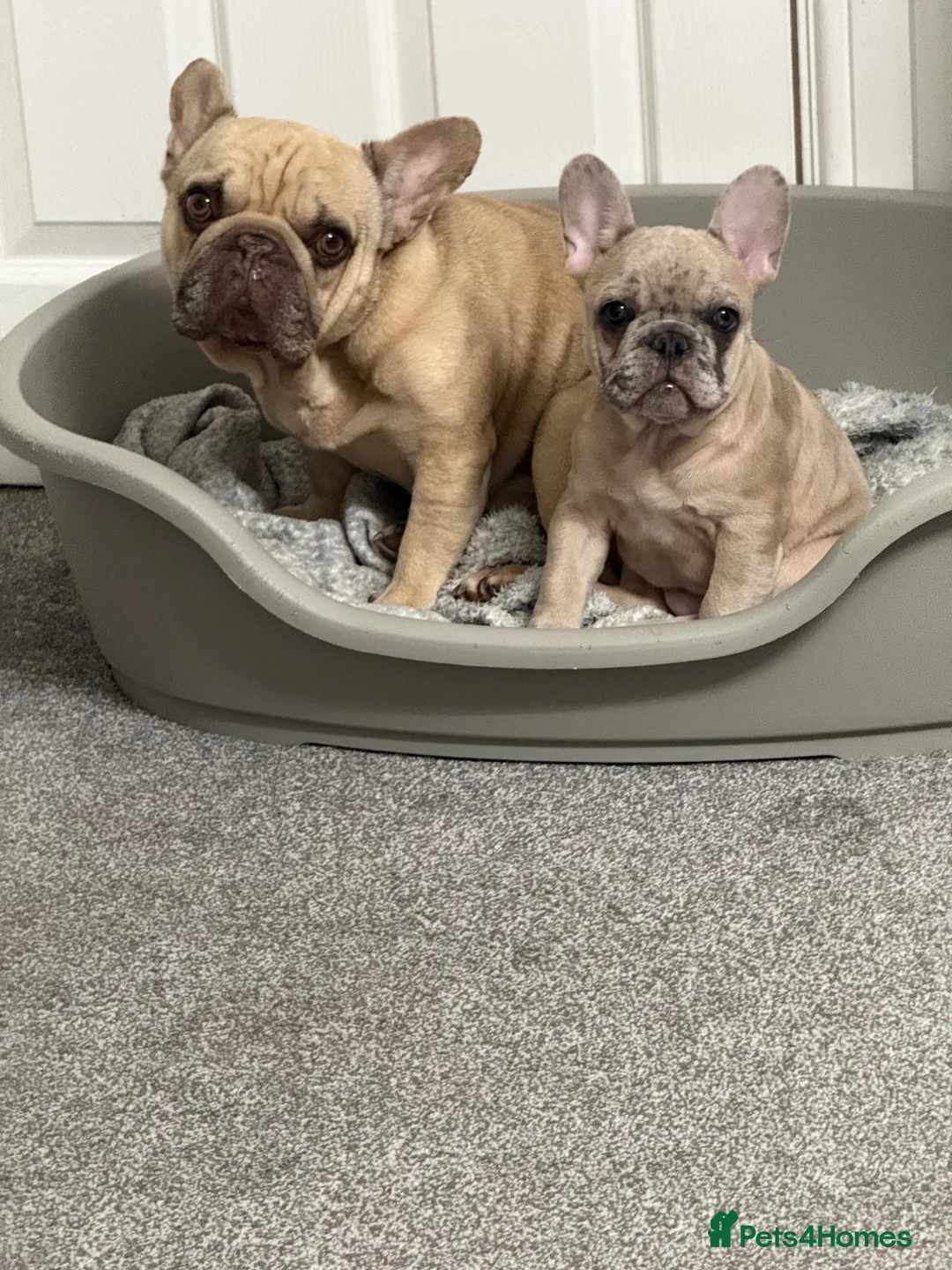 French Bulldog dogs for sale: French bulldogs  - Advert 1