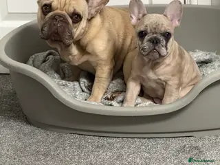 French Bulldog dogs French bulldogs - Advert 17