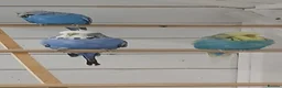 Budgerigars birds for sale: Adult budgies ready now !!!! Don't miss out  in Colchester - Advert 3