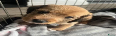Doxiepoo 1