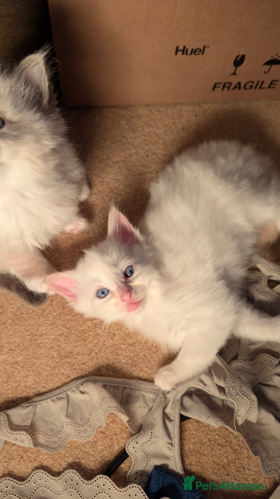 Ragdoll cats for sale: Beautiful Playful Ragdoll Kittens - Advert 20