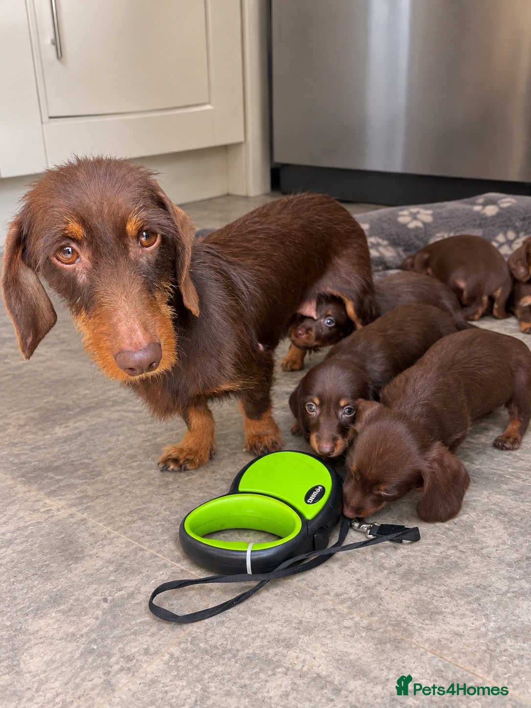 Dachshund dogs For sale is my dachshunds puppy’s  - Advert 1