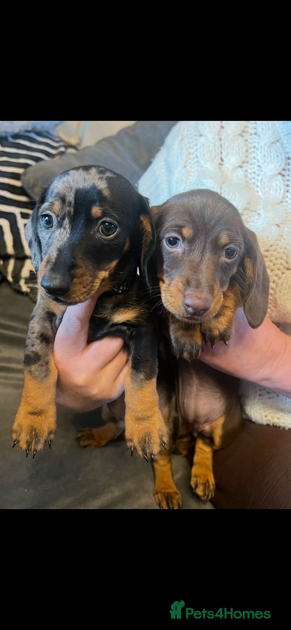 Dachshund dogs Dachshund puppies for sale  - Advert 18