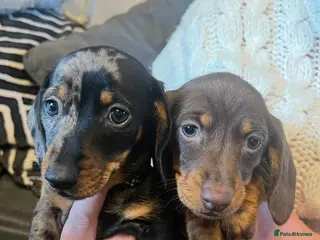 Dachshund dogs Dachshund puppies for sale - Advert 18