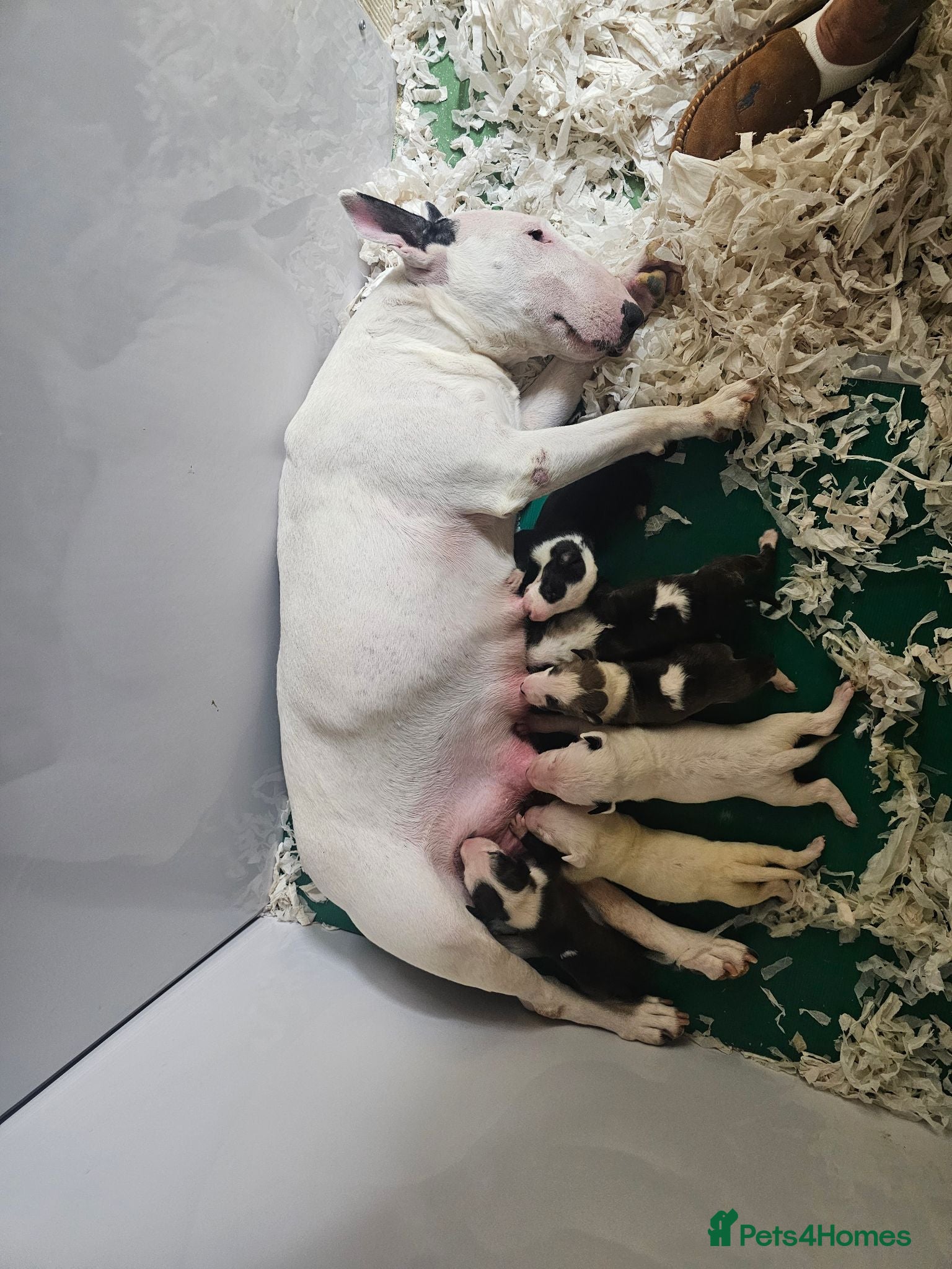 English Bull Terrier dogs English bullterrier pups for sale - Advert 1