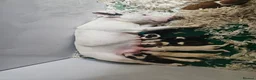 English Bull Terrier dogs for sale: English bullterrier pups for sale - Advert 1