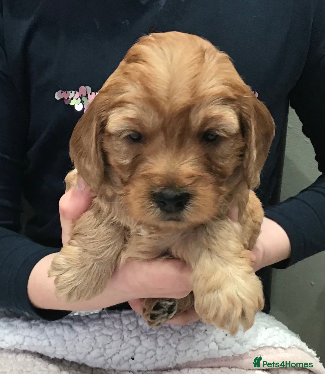 Labradoodle dogs for sale: 5* MINI F1B LABRADOODLE PUPPIES. - Advert 19