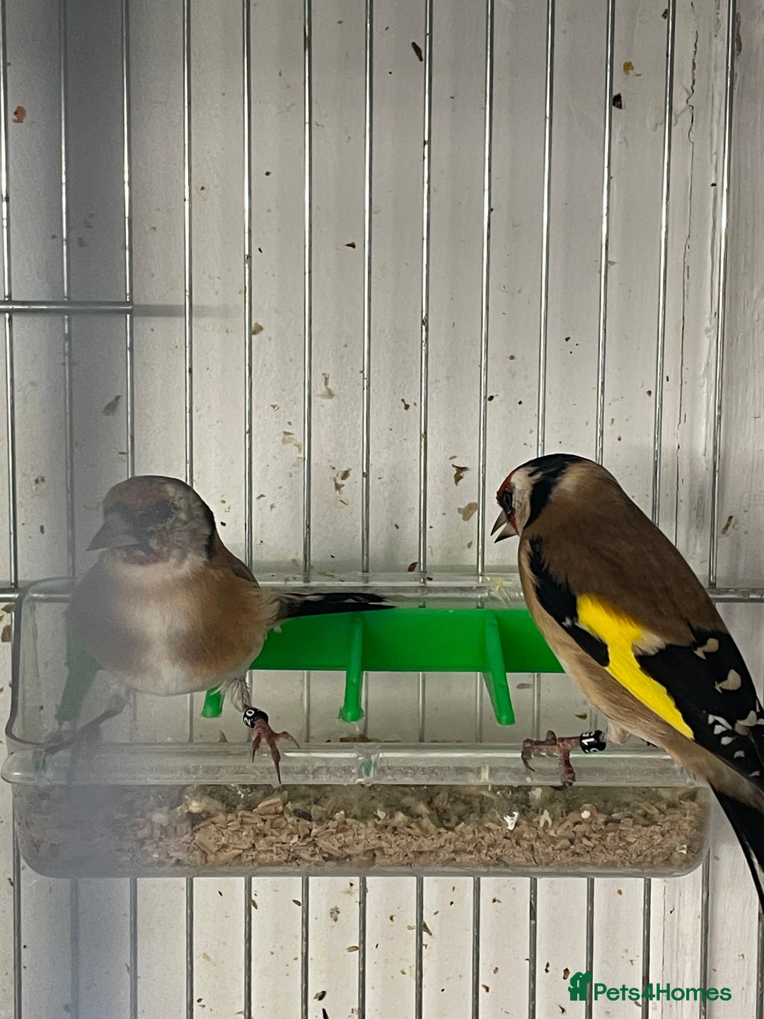 Finches birds for sale: Goldfinch  - Advert 9