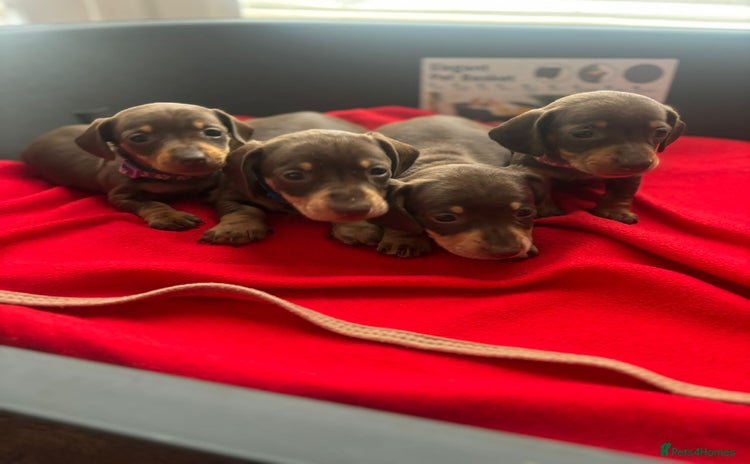 Miniature Dachshund dogs - Advert 6