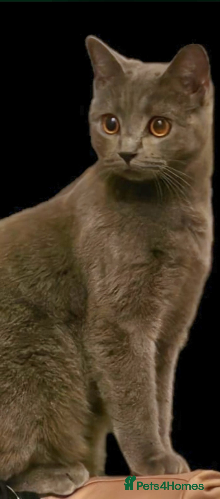British Shorthair cats British Short Haired and Turkish Angora mix  - Advert 1