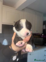 Border Collie dogs - Advert 7