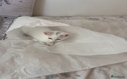 Khao Manee cats for sale: Rare khao Manee white kitten cute - Image 6