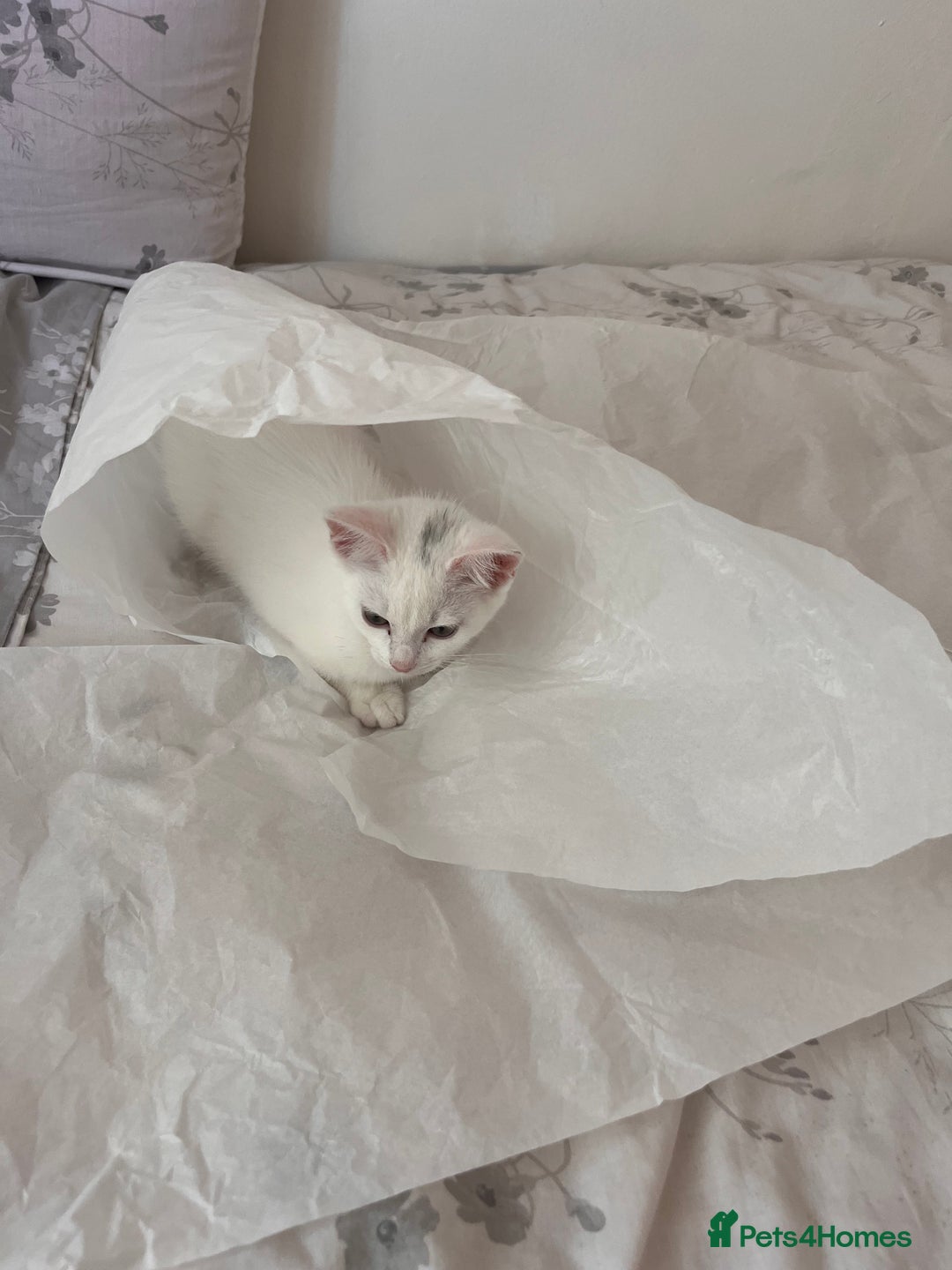 Khao Manee cats for sale: Rare khao Manee white kitten cute - Image 6