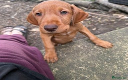 Hungarian Vizsla dogs for sale: Hungarian WIREHAIRED Vizsla puppies KC reg in Cranbrook - Image 25