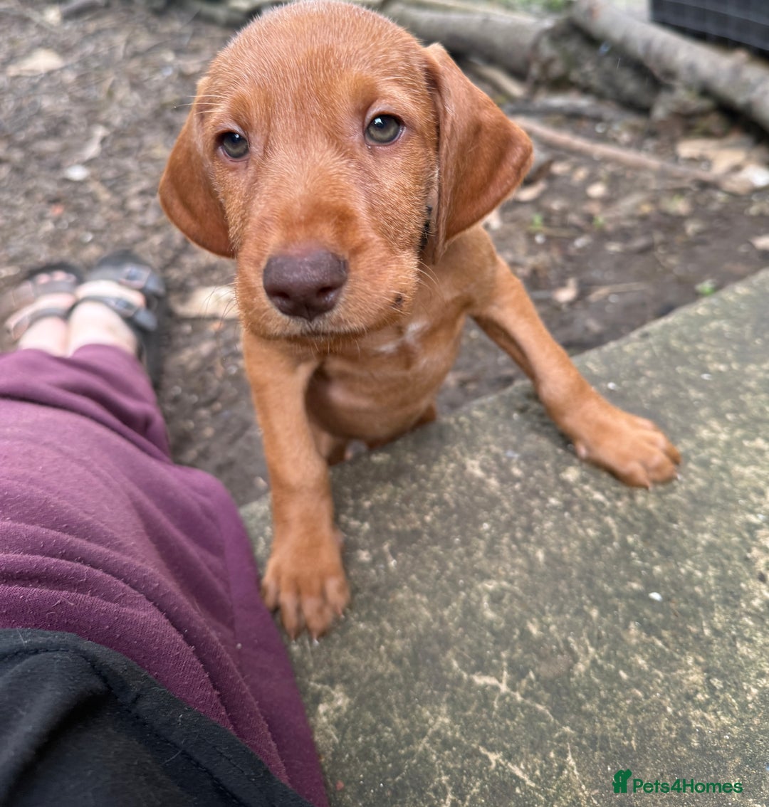 Hungarian Vizsla dogs for sale: Hungarian WIREHAIRED Vizsla puppies KC reg in Cranbrook - Image 25