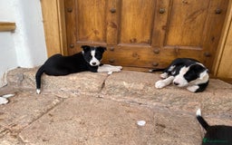 Border Collie dogs for sale: Border Collie pups - Image 7
