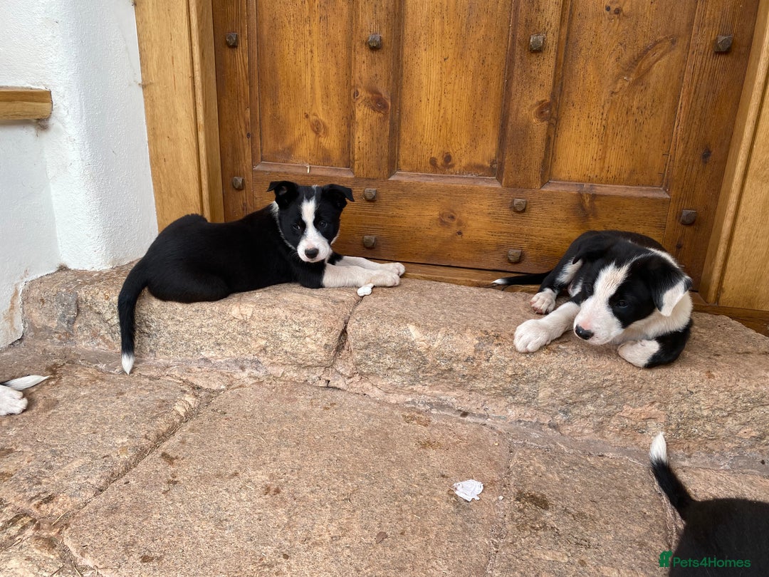 Border Collie dogs for sale: Border Collie pups - Image 7