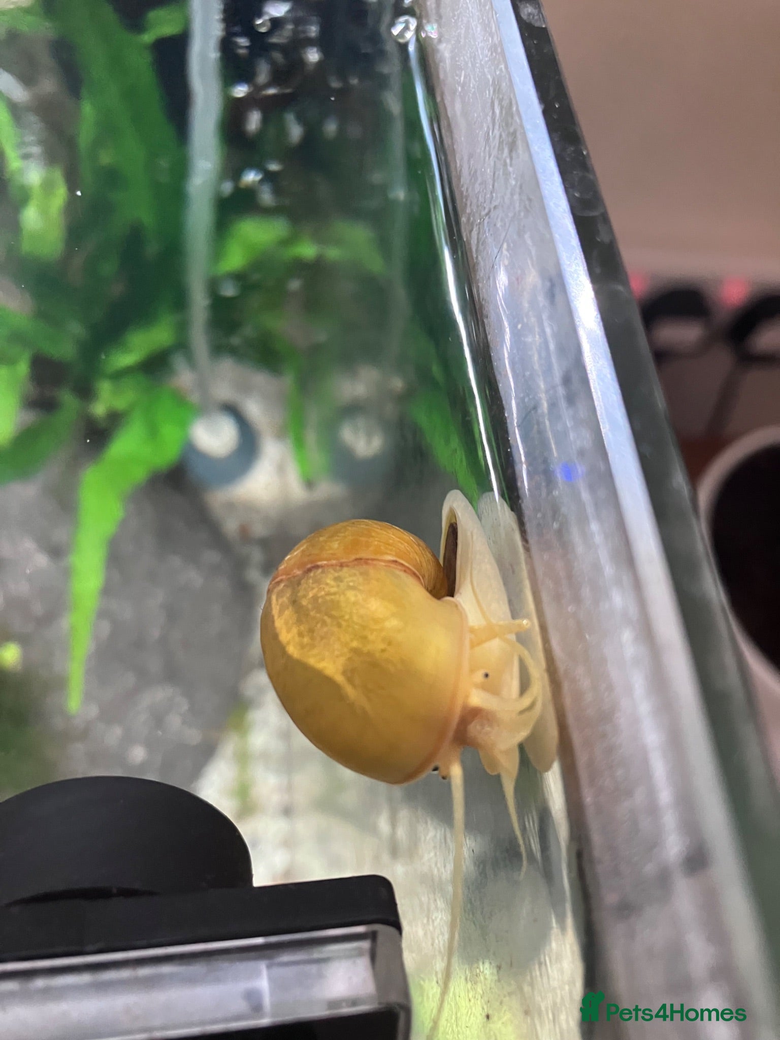 Snails invertebrates Golden mystery snail  - Advert 16