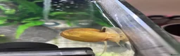 Snails invertebrates for sale: Golden mystery snail  in Hemel Hempstead - Advert 1