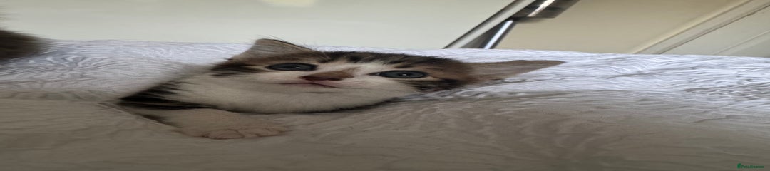 Domestic Shorthair Kitten 3