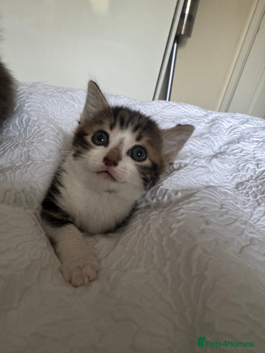 Domestic Shorthair cats for sale: 7 kittens ready 22nd November  - Image 3