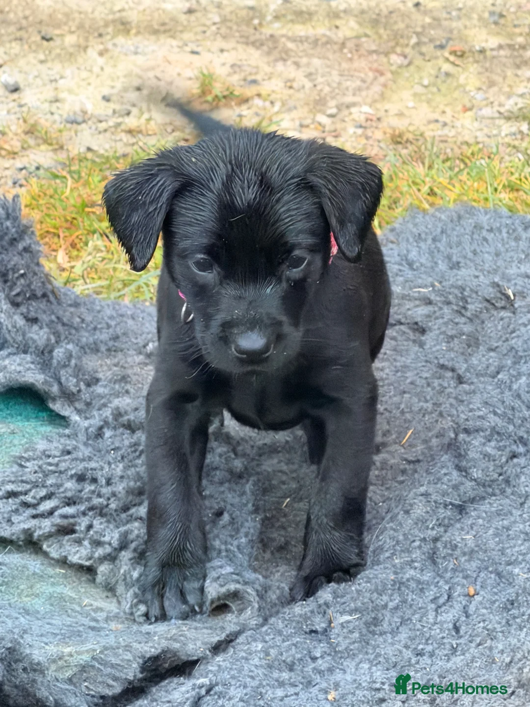 Labrador Retriever dogs for sale: 2 pedigree Labrador puppies - Advert 2