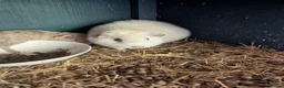 Guinea Pig rodents for sale: Friendly Baby Teddy Guinea Pigs - Advert 5