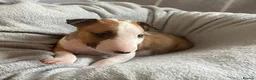 English Bull Terrier dogs for sale: 🐶 KC Registered English Bull Terrier Puppies 🐶 - Advert 12