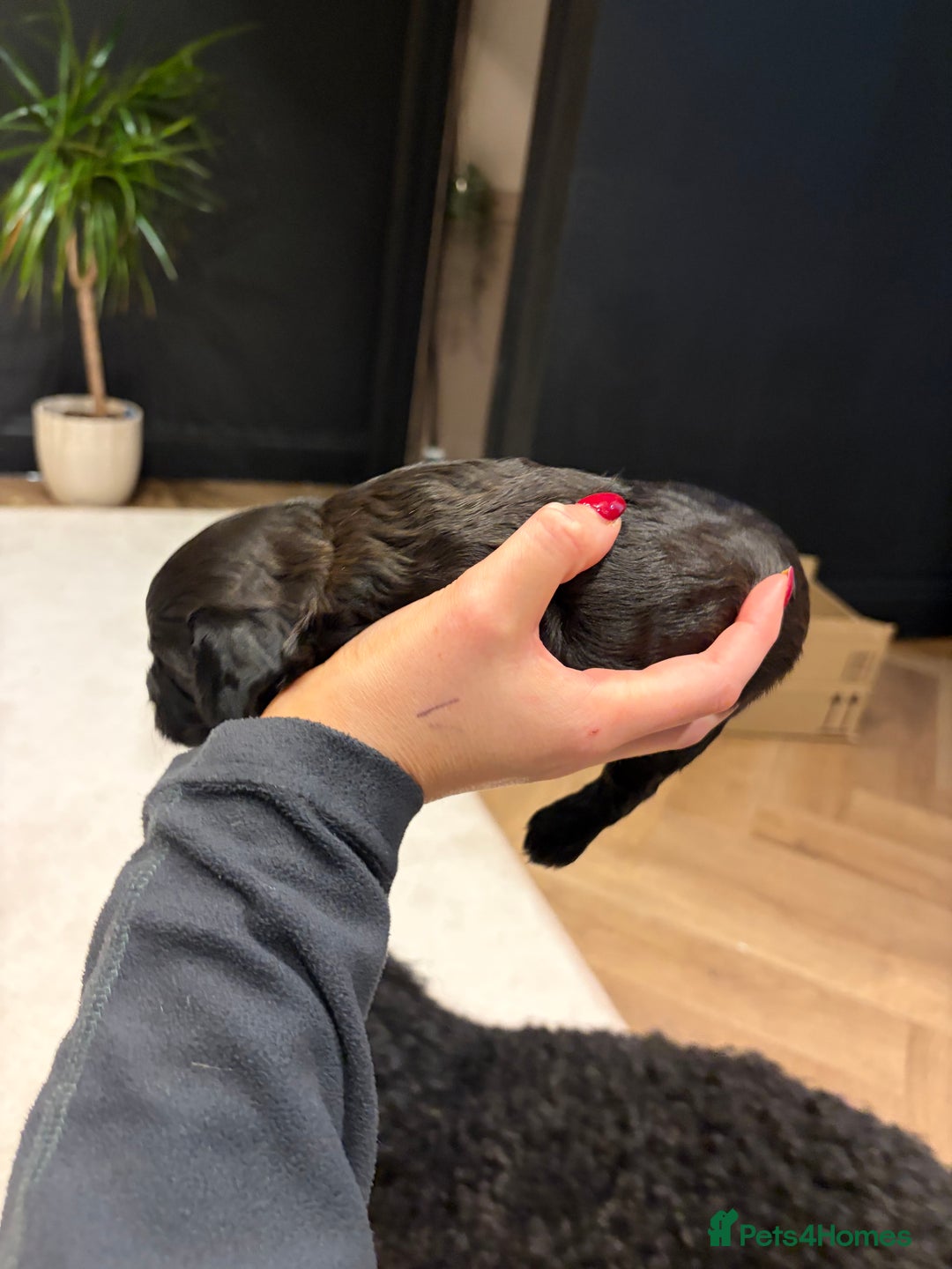 Cavapoo dogs for sale: Cavapoo (Cavalier Backcross) Puppies - Image 31